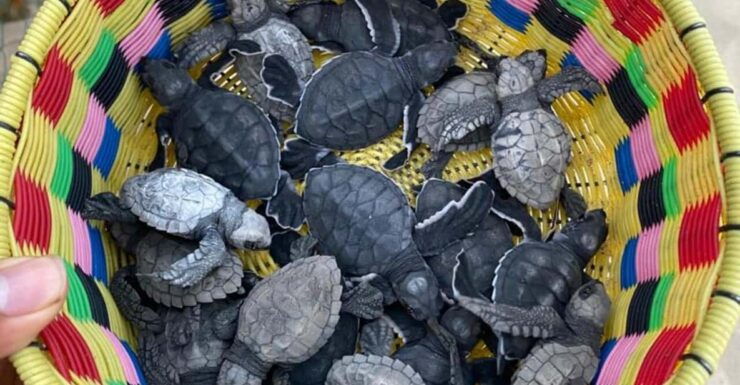 Bioluminiscence and Turtle Release Full Afternoon/Night Trip - Good To Know