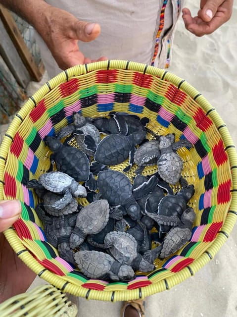 Bioluminiscence and Turtle Release Full Afternoon/Night Trip - Highlights