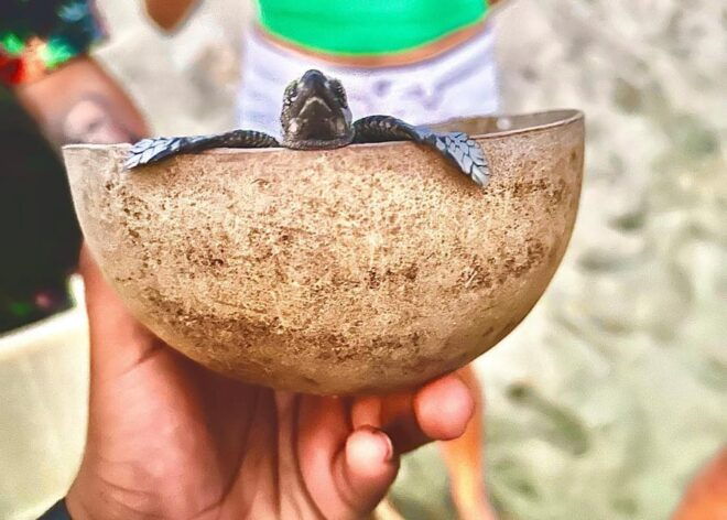 Bioluminiscence and Turtle Release Full Afternoon/Night Trip - Inclusions