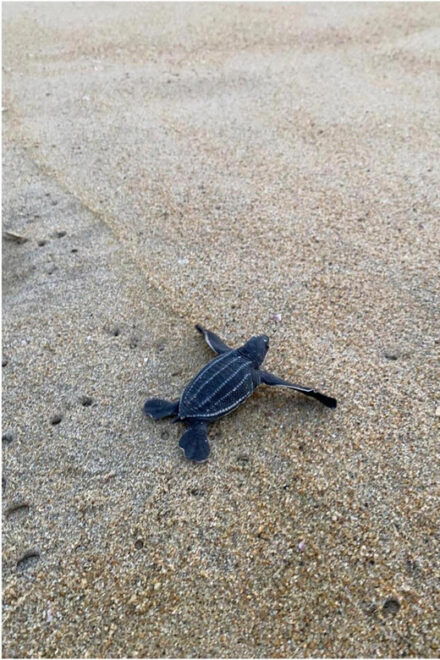 Bioluminiscence and Turtle Release Full Afternoon/Night Trip - Important Information