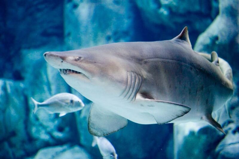 Bioparc Aquarium of Gijon Entry Ticket - Good To Know