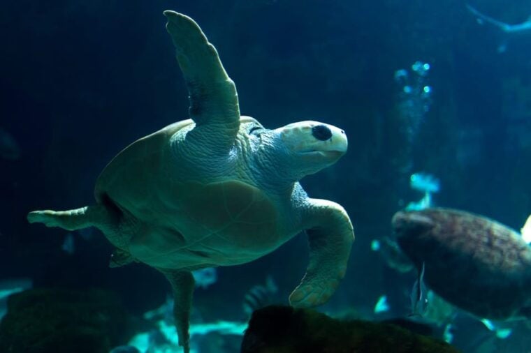Bioparc Aquarium of Gijon Entry Ticket - Marine Environments Showcased