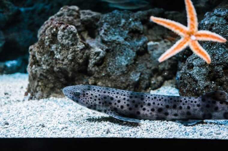 Bioparc Aquarium of Gijon Entry Ticket - Educational and Interactive Experiences