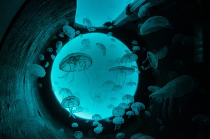 Bioparc Aquarium of Gijon Entry Ticket - Accessibility and Visitor Amenities