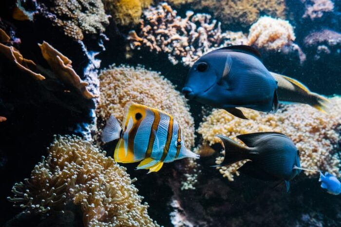 Bioparc Aquarium of Gijon Entry Ticket - Pricing and Availability
