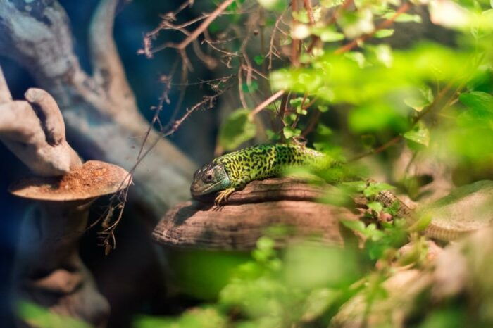 Bioparc Aquarium of Gijon Entry Ticket - Frequently Asked Questions