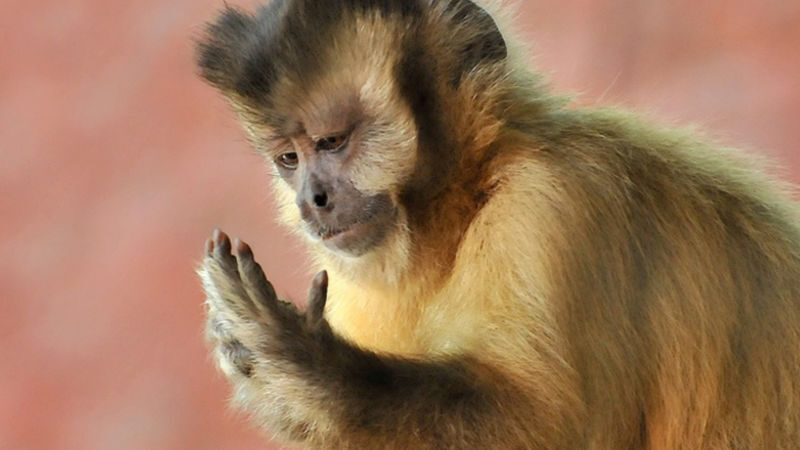 Bioparco di Roma Zoological Garden Ticket - How to make the most of a two-to-three-hour visit