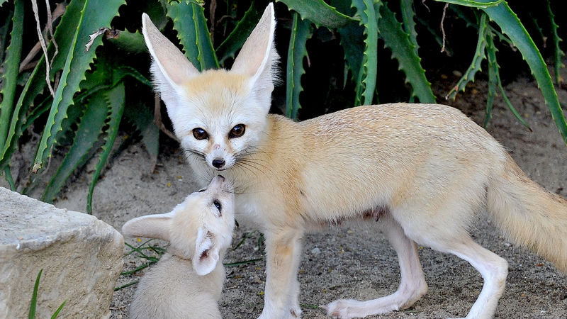 Bioparco di Roma Zoological Garden Ticket - Is admission worth the starting price?
