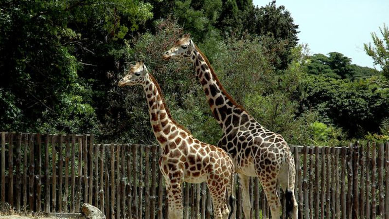 Bioparco di Roma Zoological Garden Ticket - Opening times and the best time to arrive