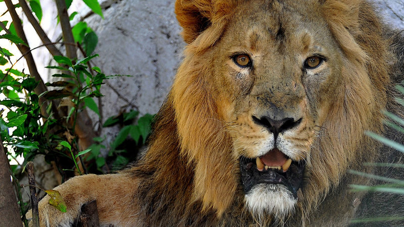 Bioparco di Roma Zoological Garden Ticket - Finding the entrance and getting around
