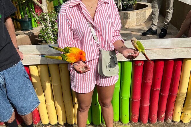 Bird & Animal Encounter in Montego Bay Feed,Hold & Snap Pics! - The Sum Up