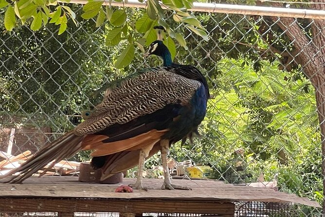 Bird Aviary/Shopping & Beach Day Out in Montego Bay - Tour Overview