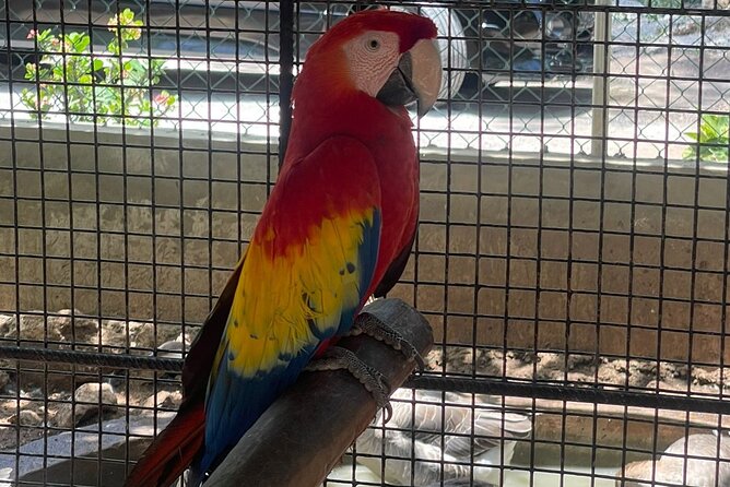 Bird Aviary/Shopping & Beach Day Out in Montego Bay - Inclusions