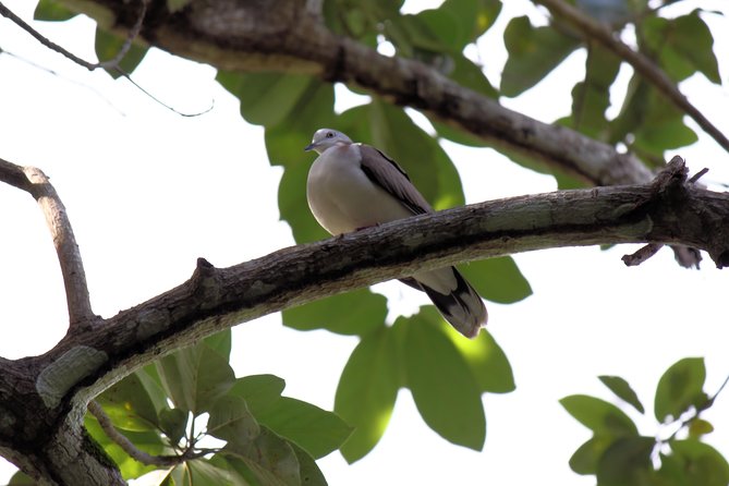 Bird Feeding Sanctuary & Montego Bay Highlight Tour - Transportation and Meeting Arrangements