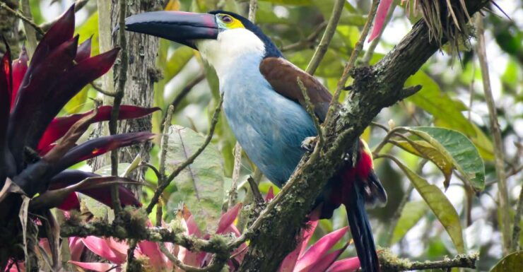 Bird-Hiking: a New Way to Discover Cocora Valley - Good To Know