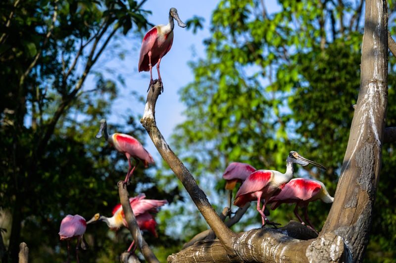 Bird Paradise Ticket | Mandai Wildlife Reserve, Singapore - Bird Paradise at a glance