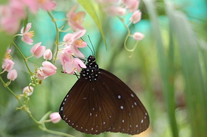 Bird Park & Butterfly Farm Nature Tour From Kuala Lumpur - Good To Know