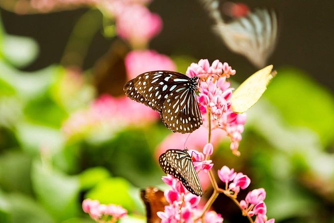 Bird Park & Butterfly Farm Nature Tour From Kuala Lumpur - Reviews Summary