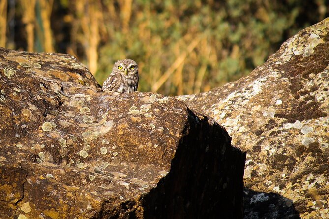 Bird Safari in Cazalla De La Sierra - Inclusions and Meeting Details