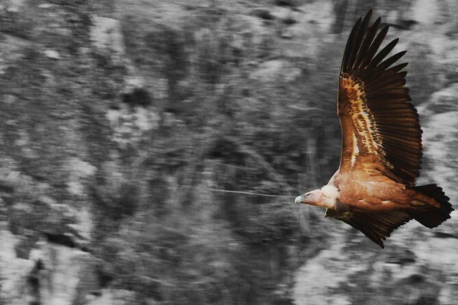 Bird Safari in Cazalla De La Sierra - Cancellation Policy and Refund Details