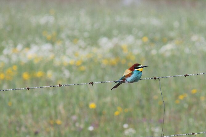 Bird Safari in Cazalla De La Sierra - Reviews and Ratings