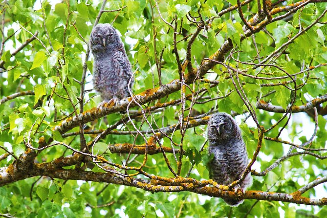Bird Safari in Cazalla De La Sierra - Common Questions