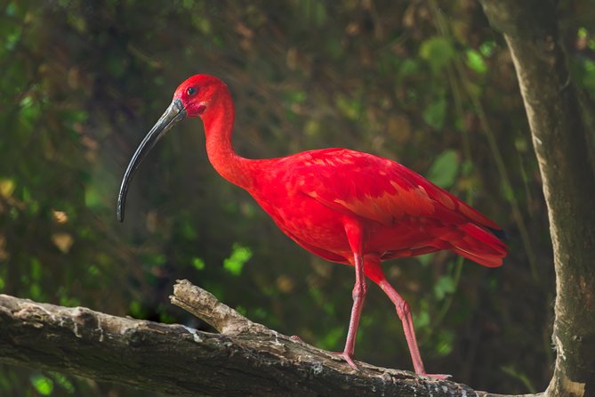 Bird Sanctuaries Tour - Tour Overview and Activities