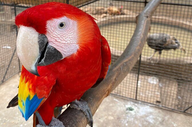 Bird Sanctuary and Montego Bay City Tour - A Closer Look at the Itinerary
