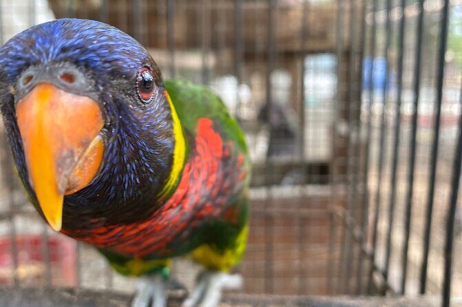 Bird Sanctuary and Montego Bay City Tour - Who Will Love This Tour?