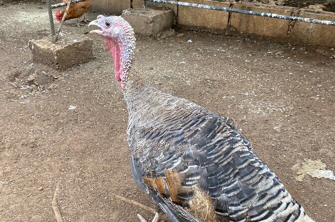 Bird Sanctuary and Montego Bay City Tour - Final Thoughts