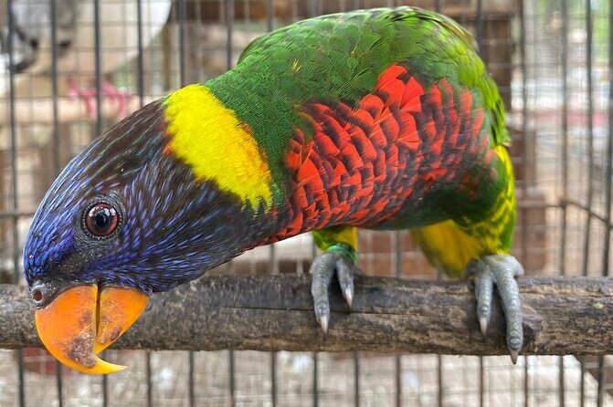 Bird Sanctuary and Montego Bay City Tour - FAQ