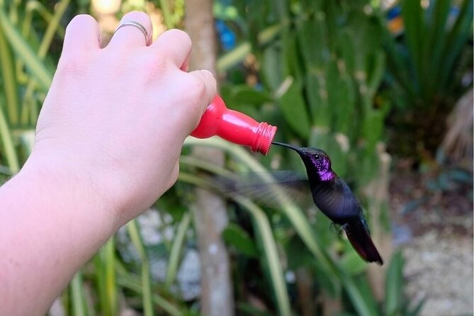 Bird Sanctuary or Bamboo Rafting From Montego Bay - Bird Sanctuary Experience