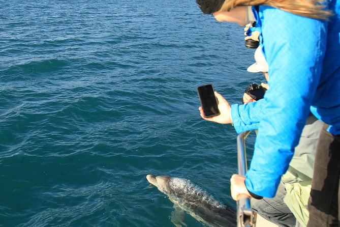 Bird Watching and Dolphin Eco-Tour From Picton - Wildlife-Spotting Skills of Marine Biologists