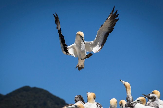 Bird Watching and Dolphin Eco-Tour From Picton - Cruise to Motuara Island, a Bird Sanctuary