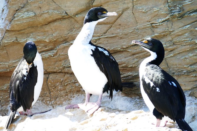 Bird Watching and Dolphin Eco-Tour From Picton - Rare Seabirds, Marine Mammals, and Endangered Land Birds