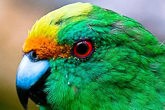 Bird Watching and Dolphin Eco-Tour From Picton - Common Questions