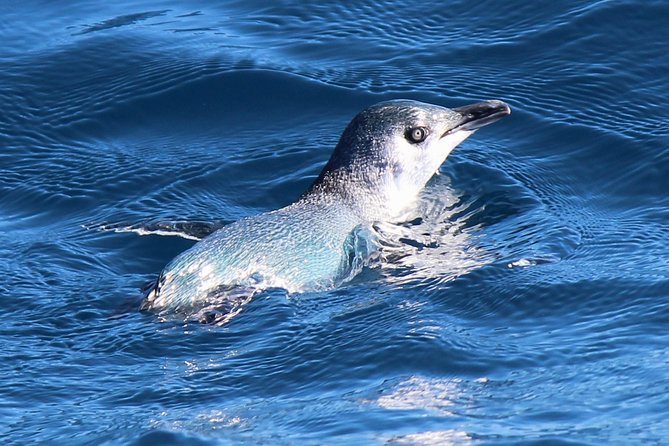 Bird Watching and Dolphin Eco-Tour From Picton - The Sum Up