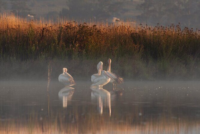 Bird watching and photography around Bathurst, Australia - An In-Depth Look at the Experience