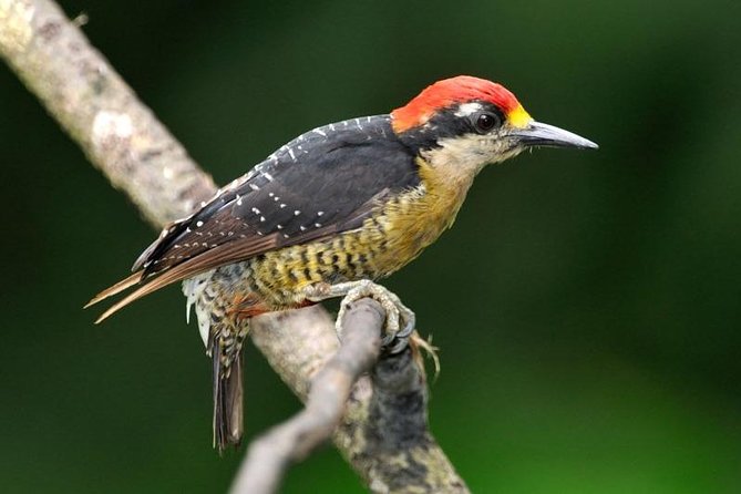 Bird Watching Arenal Oasis - Group Size and Experience