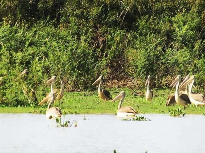 Bird Watching at Tonle Sap Forest and Lotus Farm Siem Reap - Good To Know