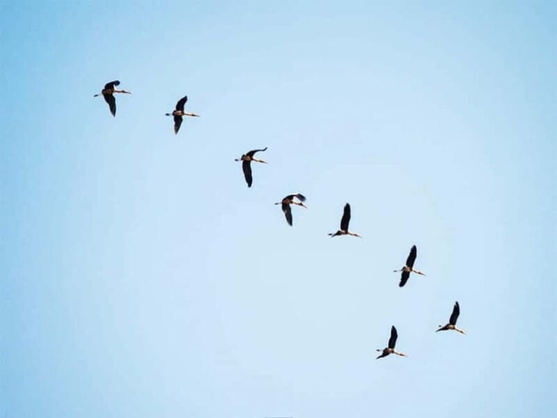 Bird Watching at Tonle Sap Forest and Lotus Farm Siem Reap - Who Will Love This Tour