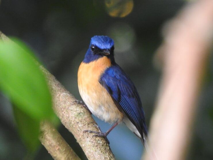 Bird Watching Day Tour - Pick up and Drop From the Hotel - Booking and Logistics Details