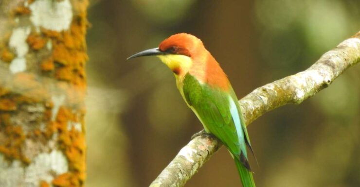 Bird Watching Day Tour - Pick up and Drop From the Hotel - Experience and Itinerary Overview