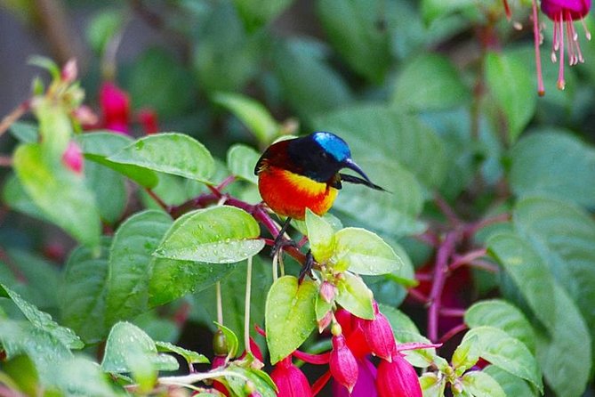Bird Watching Doi Inthanon - Expert Guides for Bird Watching Tours