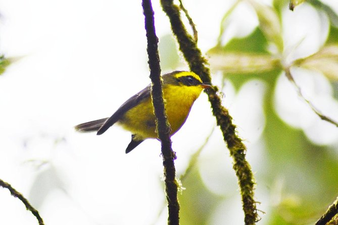 Bird Watching Doi Inthanon - Bird Species to Look Out For