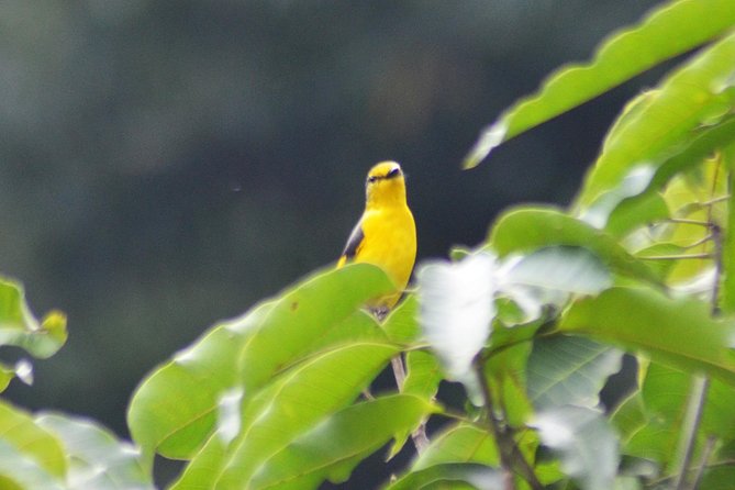 Bird Watching Doi Inthanon - Pricing and Booking Information