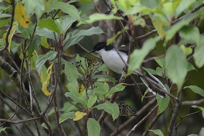 Bird Watching Doi Inthanon - Common Questions