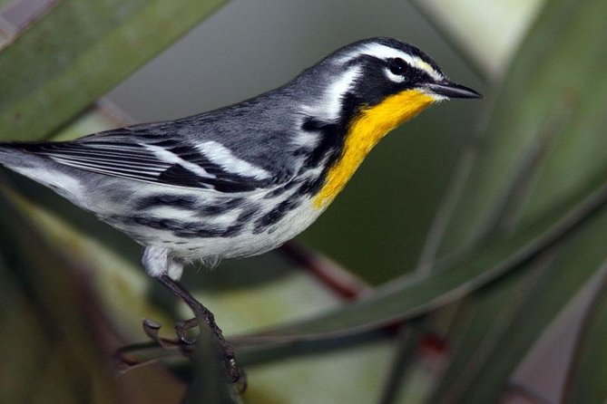 Bird Watching Ecofriendly Tour From Cancun & Riviera Maya - Tour Overview