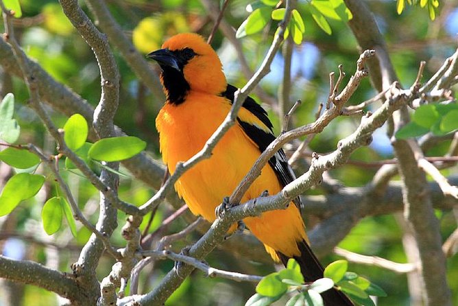 Bird Watching Ecofriendly Tour From Cancun & Riviera Maya - What To Expect