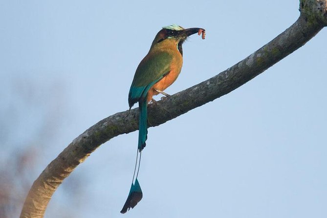 Bird Watching Ecofriendly Tour From Cancun & Riviera Maya - Common Questions